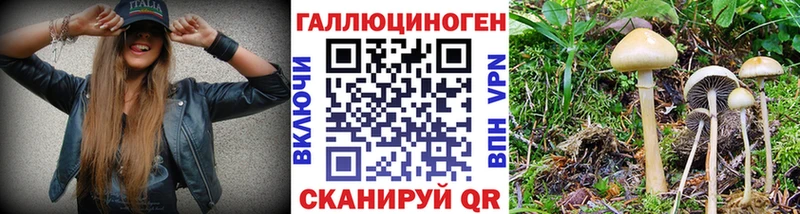 где найти   Бобров  Псилоцибиновые грибы прущие грибы 